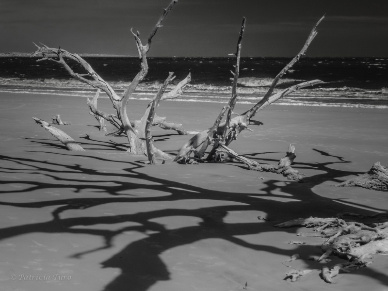 Driftwood Beach 09