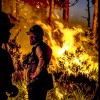 Forest Fire 9