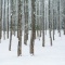 Winter Landscapes 8