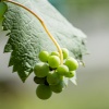Green Grapes 1